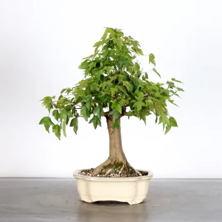 image supplémentaire - Érable "ACER BUERGERIANUM"...