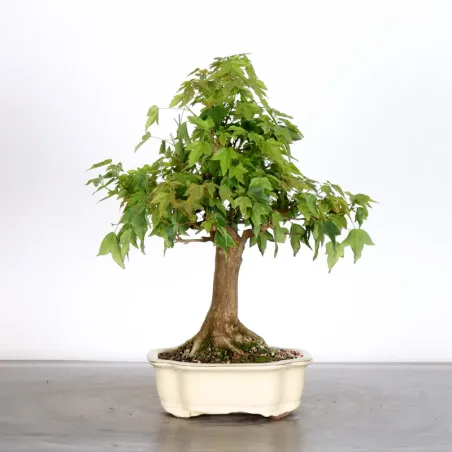 Érable "ACER BUERGERIANUM" 1-20