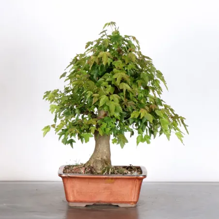 image supplémentaire - Maple "ACER BUERGERIANUM" 2-7