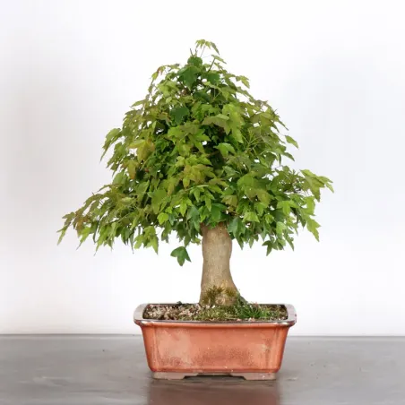 Bonsai Erable Burger AB-2-7