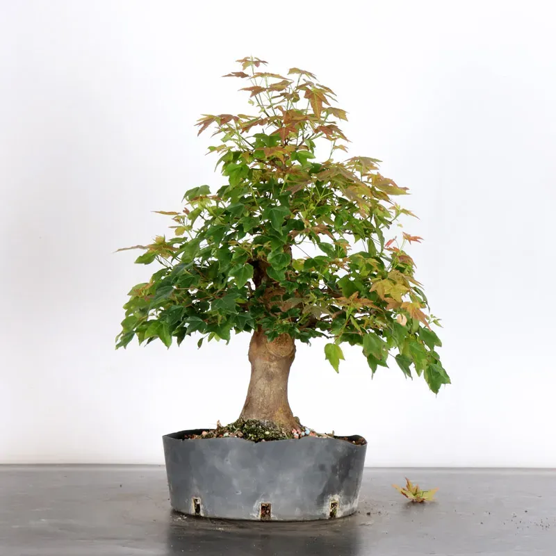 image supplémentaire - Érable "ACER BUERGÉRIANUM"...