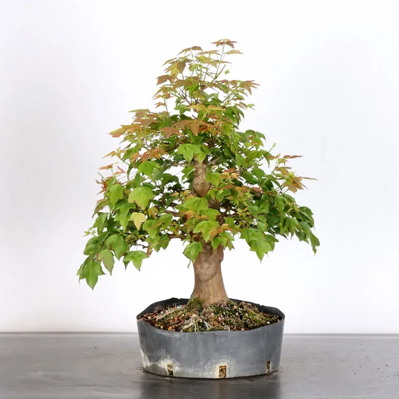 Érable "ACER BUERGÉRIANUM" 1-30