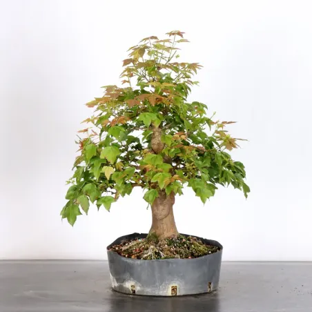 Maple "ACER BUERGÉRIANUM" 1-30