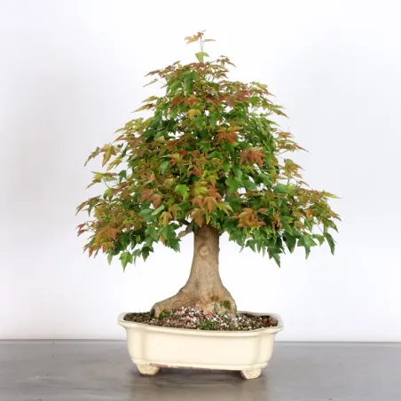 image supplémentaire - Maple "ACER BUERGERIANUM" 2-5
