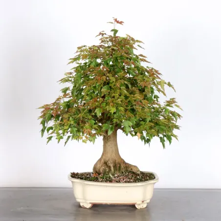 Bonsai Erable Burger  AB-2-5