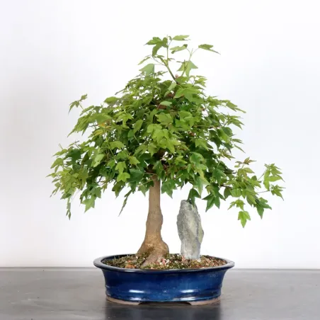 image supplémentaire - Érable "ACER BUERGERIANUM"...