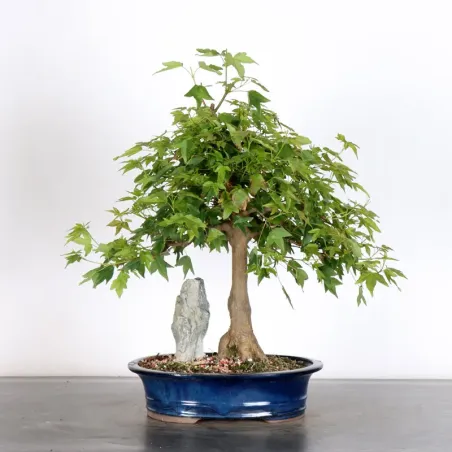 Érable "ACER BUERGERIANUM" 1-26