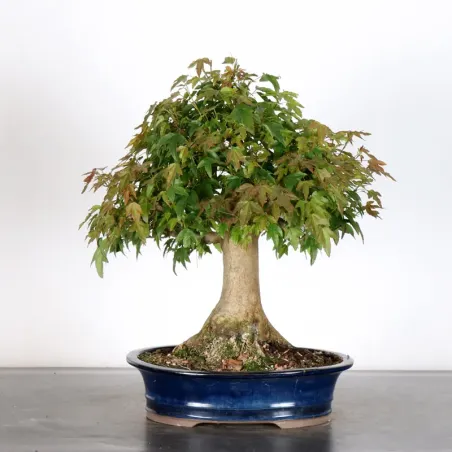 Bonsai Maple Burger AB-2-6