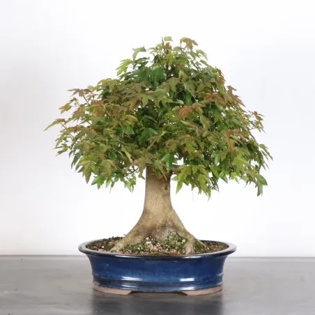 image supplémentaire - Maple "ACER BUERGERIANUM" 2-6