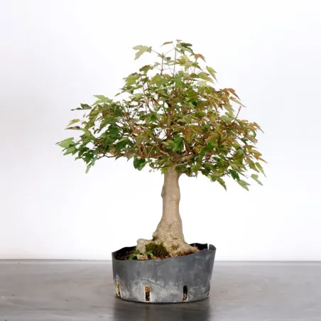 image supplémentaire - Érable "ACER BUERGÉRIANUM"...