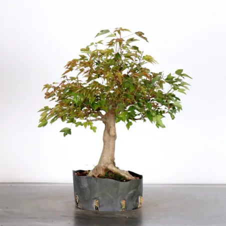 Érable "ACER BUERGÉRIANUM" 4-14