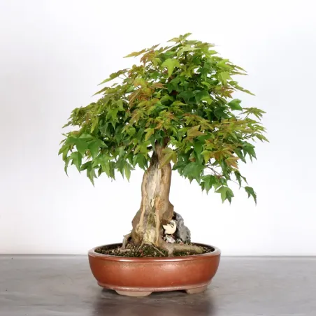 MAPLE "ACER BUERGERIANUM" 2-17