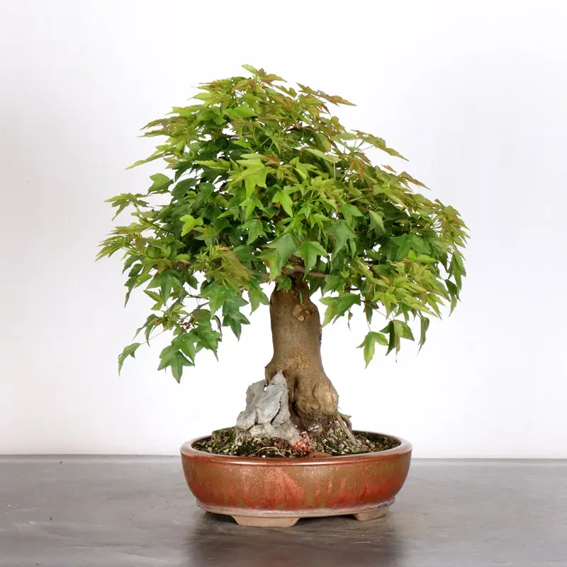 image supplémentaire - MAPLE "ACER BUERGERIANUM" 2-17