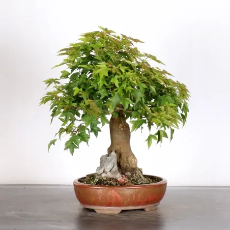 image supplémentaire - Érable "ACER BUERGERIANUM"...
