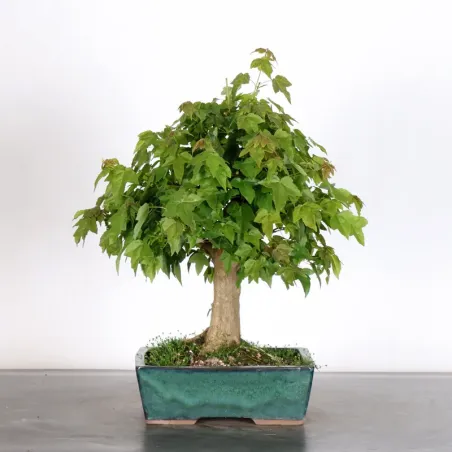 Bonsai Erable Burger AB-2-16