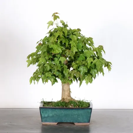 image supplémentaire - Érable "ACER BUERGERIANUM"...