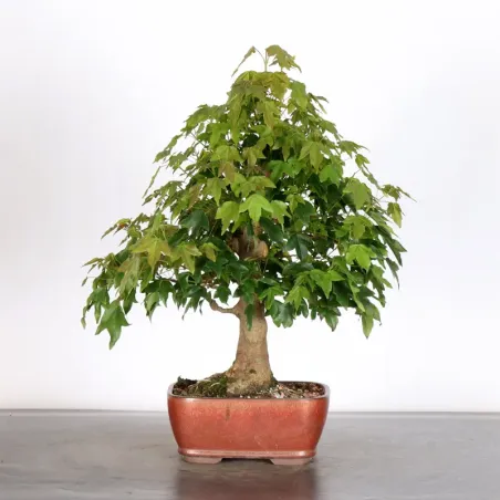 Bonsai Burger AB-2-17