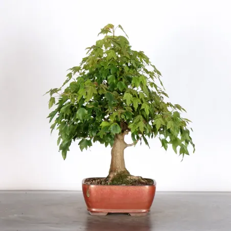 image supplémentaire - Érable "ACER BUERGERIANUM"...