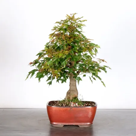 image supplémentaire - Érable "ACER BUERGERIANUM"...