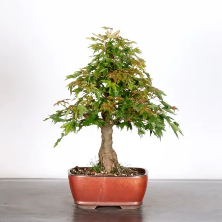 Bonsai Maple Burger AB-2-14