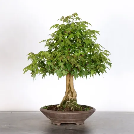MAPLE "ACER BUERGERIANUM" 2-20