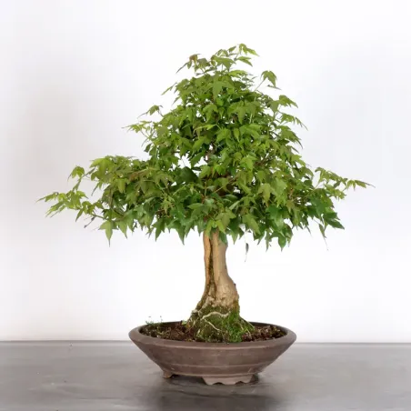 image supplémentaire - MAPLE "ACER BUERGERIANUM" 2-20