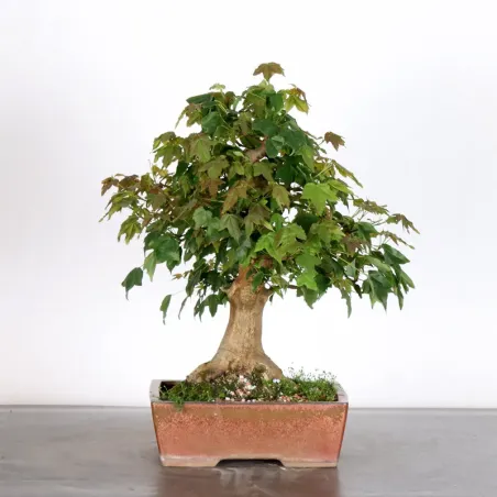 image supplémentaire - MAPLE "ACER BUERGERIANUM" 2-19