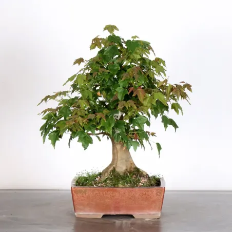 Bonsai Erable Burger AB-2-19