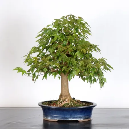 image supplémentaire - MAPLE "ACER BUERGERIANUM" 2-24
