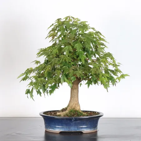 MAPLE "ACER BUERGERIANUM" 2-24