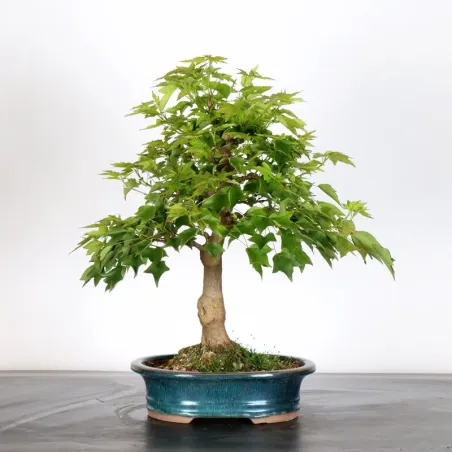 MAPLE "ACER BUERGERIANUM" 2-25