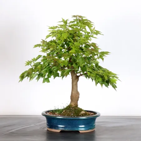 image supplémentaire - MAPLE "ACER BUERGERIANUM" 2-25