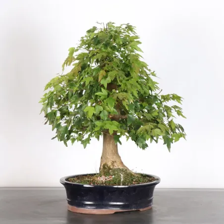 Érable "ACER BUERGERIANUM" 4-12
