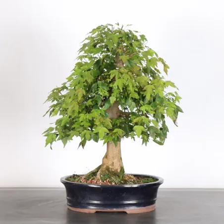 image supplémentaire - Érable "ACER BUERGERIANUM"...
