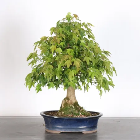 image supplémentaire - MAPLE "ACER BUERGERIANUM" 2-23