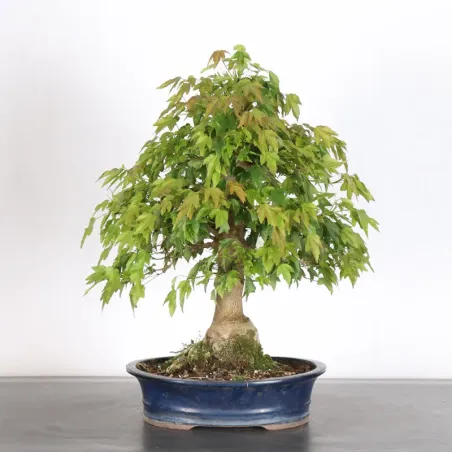 Bonsai Erable Burger AB-2-23