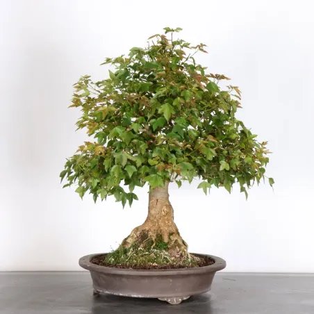 image supplémentaire - MAPLE "ACER BUERGERIANUM" 4-6