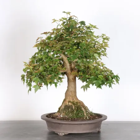 Bonsai Maple Burger AB-4-6