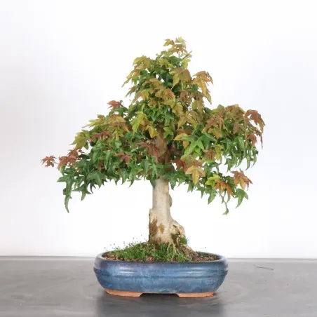 image supplémentaire - MAPLE "ACER BUERGERIANUM" 2-11