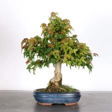 Bonsai Erable Burger AB-2-11