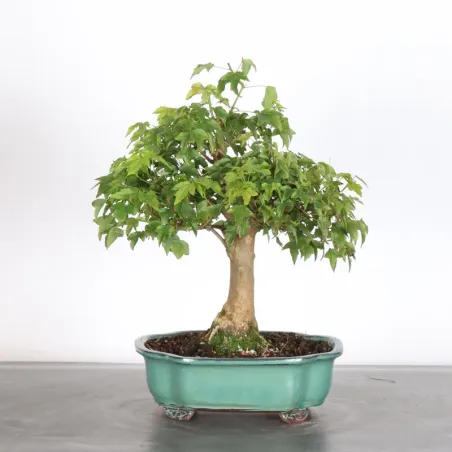image supplémentaire - Maple "ACER BUERGERIANUM" 2-9