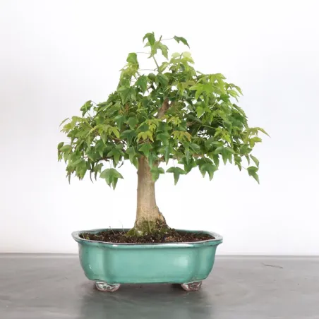 Bonsai Erable Burger AB-2-9