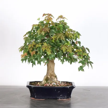 image supplémentaire - Érable "ACER BUERGERIANUM"...