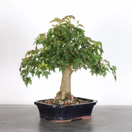 Bonsai Erable Burger AB-1-10