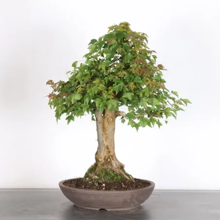Bonsai Maple Burger AB-4-2