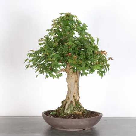 image supplémentaire - Érable "ACER BUERGERIANUM" 4-2