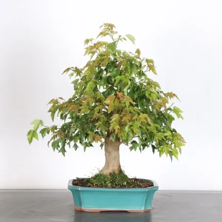 maple "acer buergerianum" 3-14