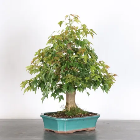 image supplémentaire - érable "acer buergérianum"...
