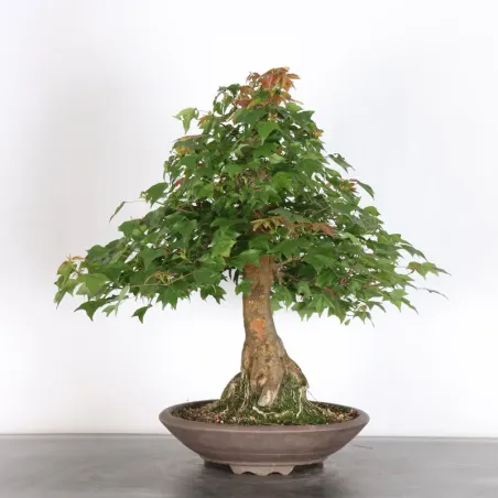 image supplémentaire - Érable "ACER BUERGERIANUM" 4-5