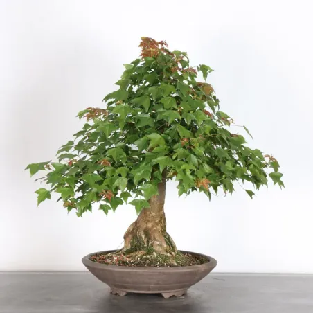 Bonsai Erable Burger AB-4-5